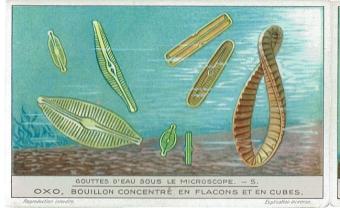 Chromos Liebig série 1244 Gouttes d'Eau sous le Microscope (1931) - Ensemble complet de six lithographies représentant des or