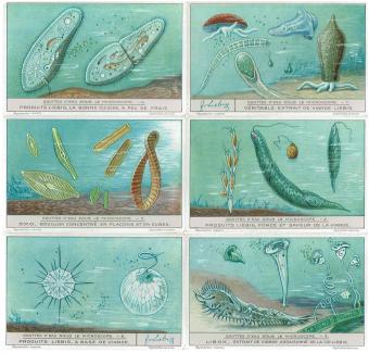 Liebig chromo's series 1244 Drops of Water under the Microscope (1931) - Complete set of six lithographic prints featuring ma