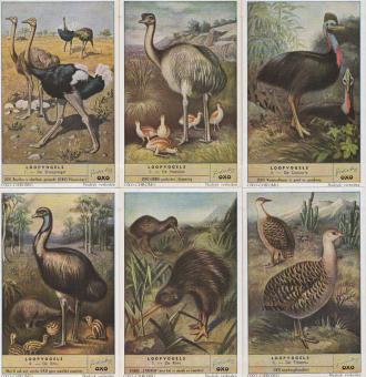 Liebig 1580 Flightless Birds – ostrich, rhea, cassowary, emu, kiwi and tinamou