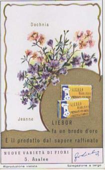 Liebig 1617 Nuove varietà di fiori – canna's, krokussen, dahlia's, rozen, azalea's en anjers