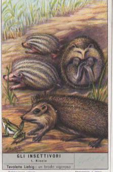 Liebig 1645 Die Insektenfresser – Igel, Maulwurf, Spitzmäuse, Tenrek, Desman und Colugo
