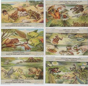 Liebig 1661 Typische Kikvorsachtigen – kikkers, padden, boomkikkers, salamanders en axolotls