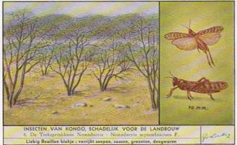 Liebig 1668 Insects of the Congo – agricultural pests affecting cotton, coffee, cocoa and palm trees