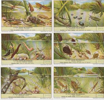 Liebig 1673 De Kleine Wereld der Beken – waterdieren, libellen, kevers, slakken en zoetwaterpoliepen