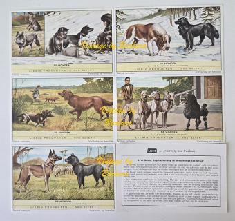 Chromo Liebig n° 1752 Les chiens troisième série de 1961 avec différentes races de chiens