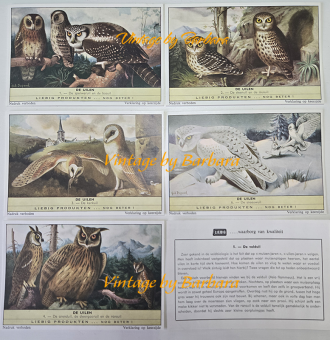 Liebig chromo nr. 1761 De uilen uit 1961 met verschillende soorten uilen en nachtroofvogels