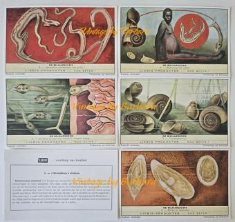 Chromo Liebig n° 1751 La bilharziose de 1961 sur la schistosomiase et les parasites tropicaux
