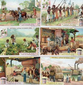Liebig chromo kaart – La culture du coton – 1909 – Belgische uitgave