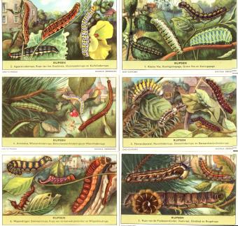 Complete Set of Liebig Series 1639 Caterpillars - All 6 Prints | buy-chromos.com