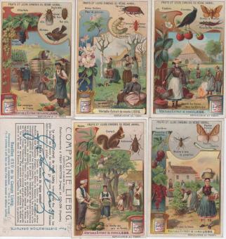 Liebig 931 (1908) – Fruitbomen en vogels die schade aanrichten aan de fruitoogst