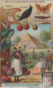 Liebig 931 (1908) – Arbres fruitiers et oiseaux nuisibles aux récoltes