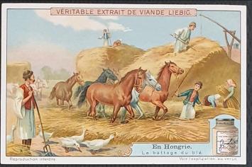 Liebig chromoreeks nr 1033 – In Hongarije – uit 1911 – met potje – goede tot zeer goede staat