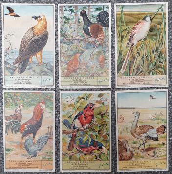 Gebaarde vogels (S. 1408)
