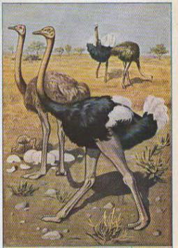 Liebig 1580 Laufvögel – Strauß, Nandu, Kasuar, Emu, Kiwi und Tinamu
