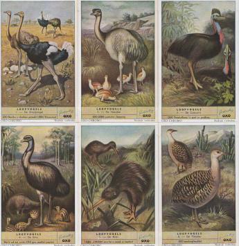 Liebig 1580 Flightless Birds – ostrich, rhea, cassowary, emu, kiwi and tinamou