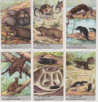 Liebig 1645 De Insecteneters – egel, mol, spitsmuizen, tenrek, desman en colugo