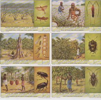 Liebig 1668 Insecten van Kongo – landbouwschadelijke insecten op katoen, koffie, cacao en palmbomen