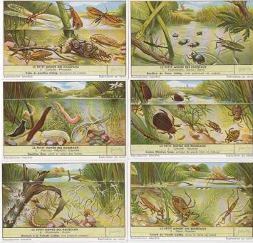 Liebig 1673 De Kleine Wereld der Beken – waterdieren, libellen, kevers, slakken en zoetwaterpoliepen