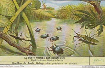 Liebig 1673 Die kleine Welt der Bäche – Wassertiere, Libellen, Käfer, Schnecken und Süßwasserpolypen