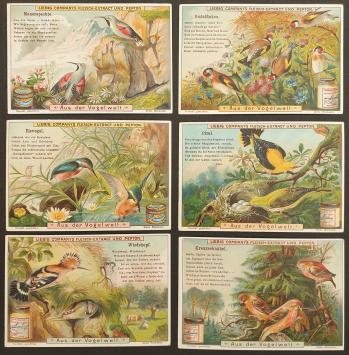 Aus der Vogelwelt