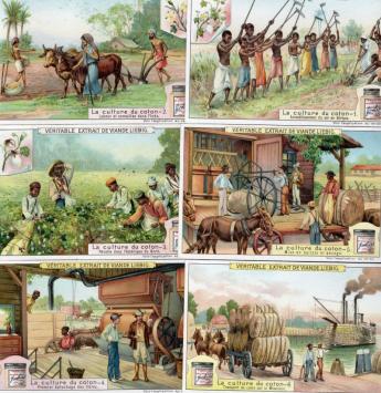 Liebig chromo kaart – La culture du coton – 1909 – Belgische uitgave