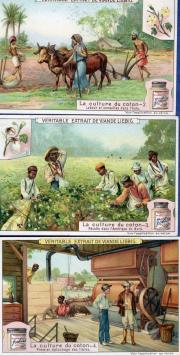 0952 La culture du coton