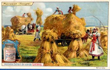 Chromos Liebig – Sanguinetti n° 944 – Récoltes – 1908 – avec pot – bon état