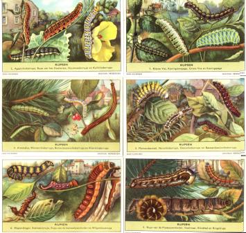 Complete Set of Liebig Series 1639 Caterpillars - All 6 Prints | buy-chromos.com