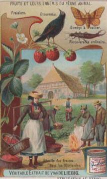 Liebig 931 (1908) – Arbres fruitiers et oiseaux nuisibles aux récoltes